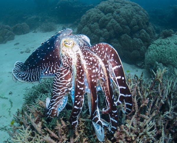 The Great Barrier Reef